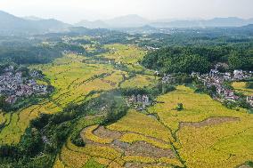 CHINA-ANHUI-AGRICULTURE-HARVEST-TERRACED FIELDS (CN)