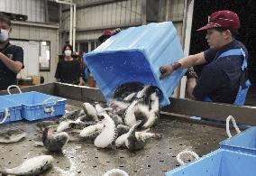 Pufferfish auction in western Japan