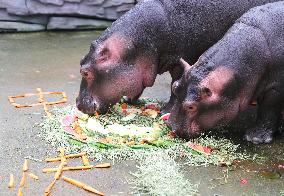 Animals Eat Mooncakes to Celebrate The Mid-Autumn Festival