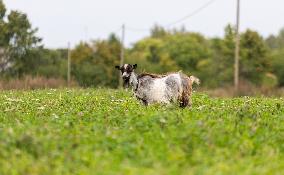 Day of Countryside Living