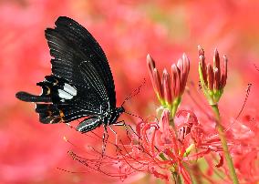 Image of Monkey Swallowtail