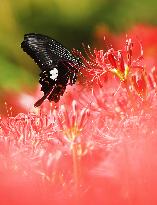 Image of Monkey Swallowtail