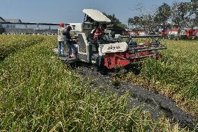 Rice Harvest During The Indonesian Of Dry Season