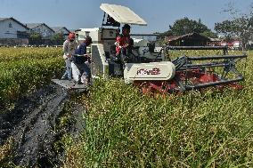 Rice Harvest During The Indonesian Of Dry Season