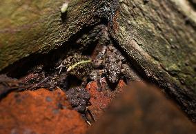 Animal India -  Fejervarya Frog