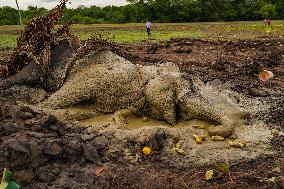 Sri Lanka Is The Country Where The World's Largest Number Of Elephants Die.