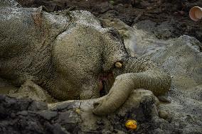 Sri Lanka Is The Country Where The World's Largest Number Of Elephants Die.
