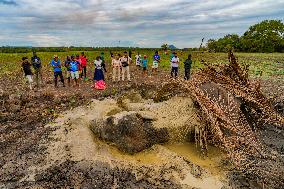 Sri Lanka Is The Country Where The World's Largest Number Of Elephants Die.