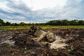 Sri Lanka Is The Country Where The World's Largest Number Of Elephants Die.