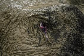 Sri Lanka Is The Country Where The World's Largest Number Of Elephants Die.