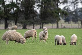 Sheep Farm In New Zealand