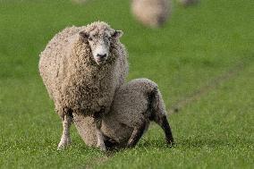 Sheep Farm In New Zealand