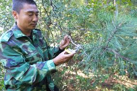 Pests And Diseases Prevention in Chengde