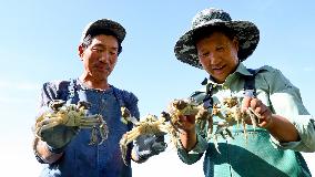 Hairy Crab Harvest in Zhangye