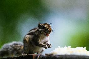 Northern Palm Squirrel Close-up