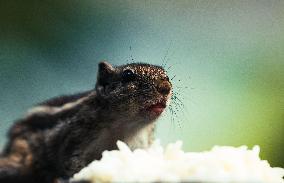 Northern Palm Squirrel Close-up