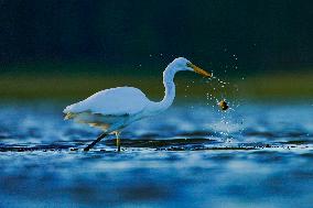 Wildlife In Sri Lanka