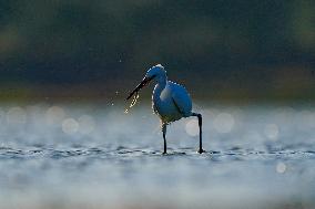 Wildlife In Sri Lanka