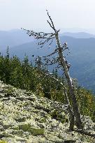 Gorgany mountain range in Ivano-Frankivsk Region