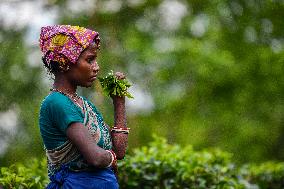 Tea Garden Worker In Bangladesh