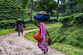 Tea Garden Worker In Bangladesh