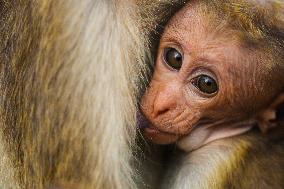 Toque Macaques In Sri Lanka