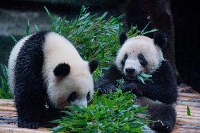 China Chongqing Zoo Panda