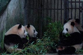 China Chongqing Zoo Panda