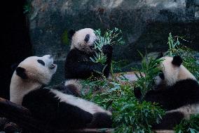 China Chongqing Zoo Panda