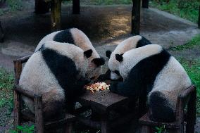 China Chongqing Zoo Panda