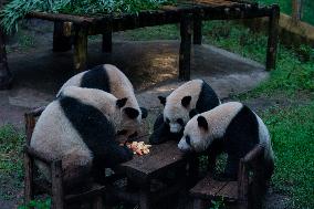 China Chongqing Zoo Panda