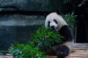 China Chongqing Zoo Panda