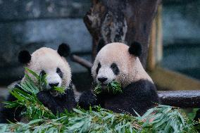 China Chongqing Zoo Panda