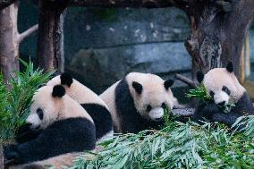 China Chongqing Zoo Panda