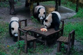 China Chongqing Zoo Panda