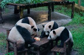 China Chongqing Zoo Panda