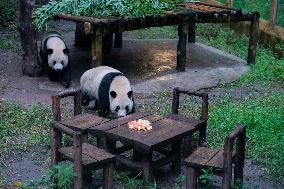 China Chongqing Zoo Panda