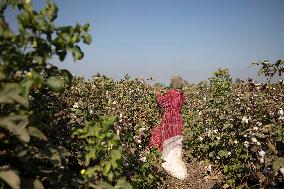 Cotton Harvest In Egypt