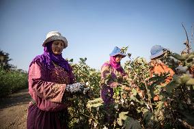 Cotton Harvest In Egypt