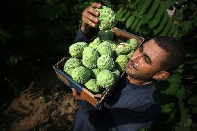 Annona Squamosa During Harvest Season In Gaza City