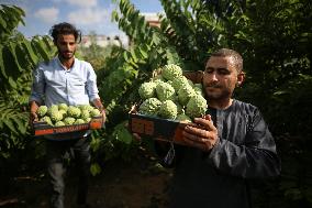 Annona Squamosa During Harvest Season In Gaza City