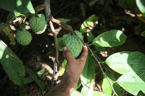 Annona Squamosa During Harvest Season In Gaza City