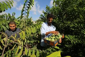 Annona Squamosa During Harvest Season In Gaza City