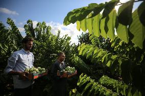 Annona Squamosa During Harvest Season In Gaza City