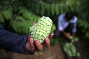 Annona Squamosa During Harvest Season In Gaza City