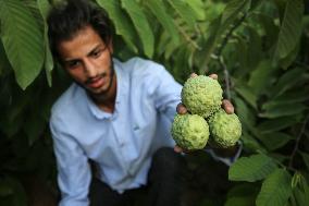 Annona Squamosa During Harvest Season In Gaza City