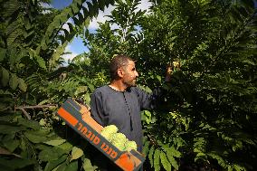 Annona Squamosa During Harvest Season In Gaza City