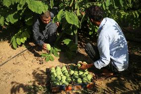 Annona Squamosa During Harvest Season In Gaza City
