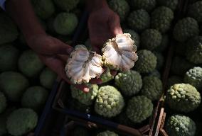 Annona Squamosa During Harvest Season In Gaza City