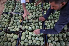 Annona Squamosa During Harvest Season In Gaza City